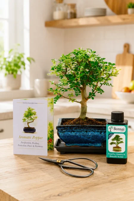 6-Year-Old Zesty Aromatic Pepper Bonsai Kit | Gift of Peace, Harmony, Purification, healing & Protection