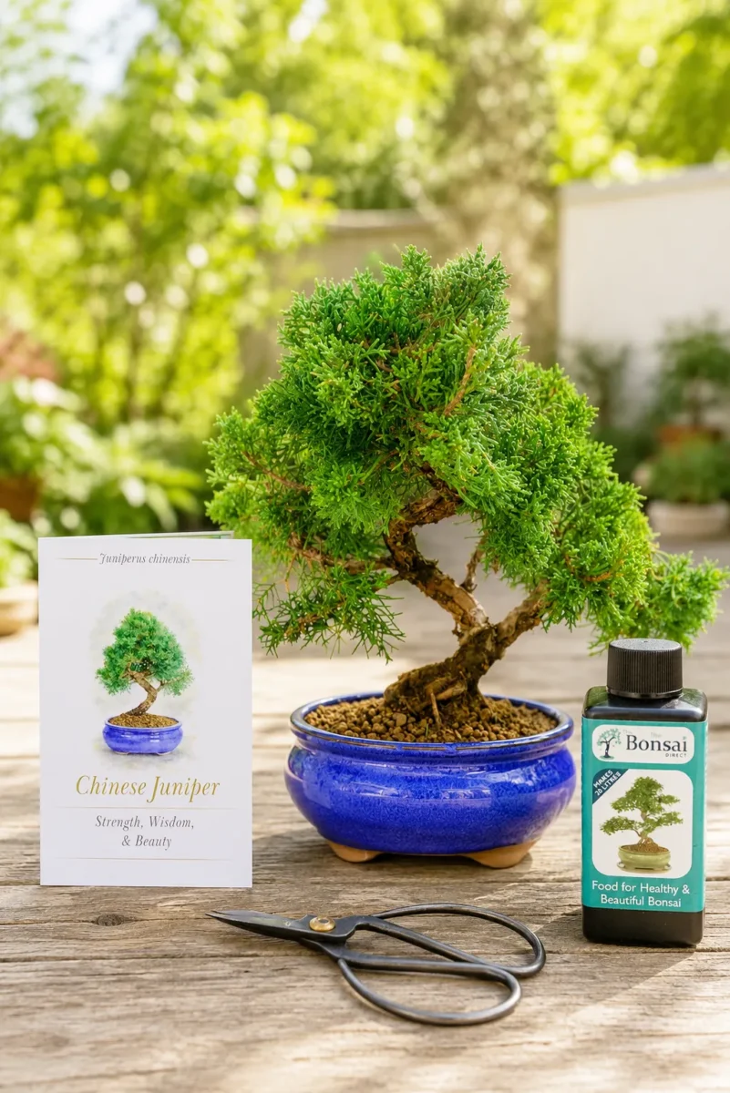 10-Year-Old Juniper Bonsai Kit with Pruning Scissors, Bonsai Feed & Bonsai Meaning Card