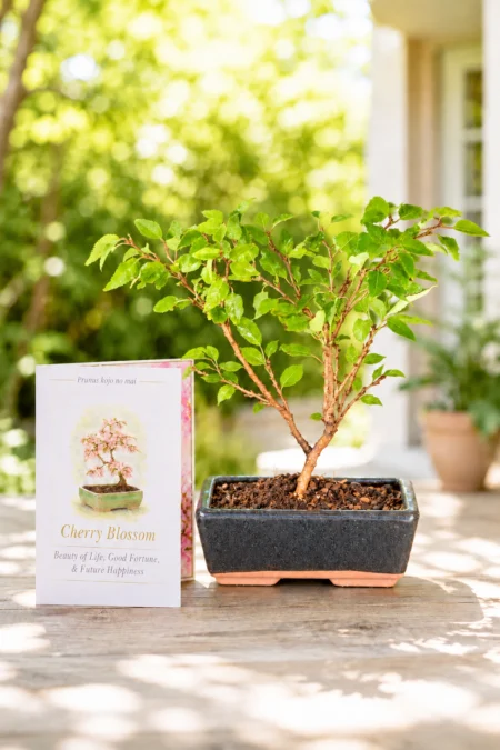 Cherry blossom bonsai tree for sale in summer leaf