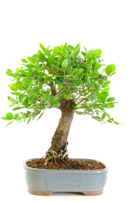 A remarkable strong powerful evergreen oak bonsai tree