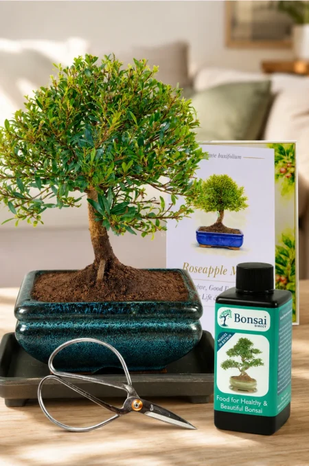 Syzygium Myrtle Bonsai Starter Kit Meaning Love & Devotion | Syzygium buxifolium with Meaning Card