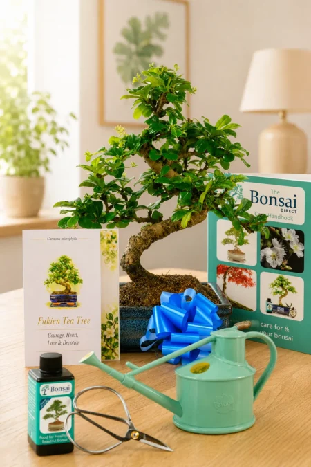 Bonsai Meaning Love - Flowering Fukien Tea Tree Gift Of Devotion & Kindness and family