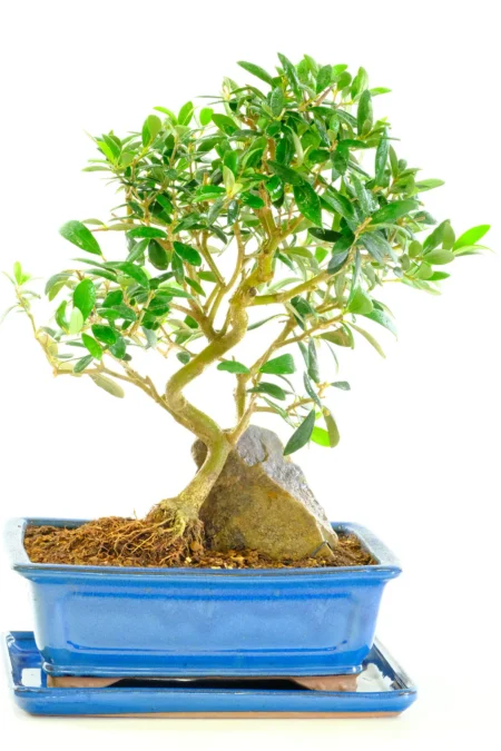Supreme Olive bonsai tree for sale in rock feature