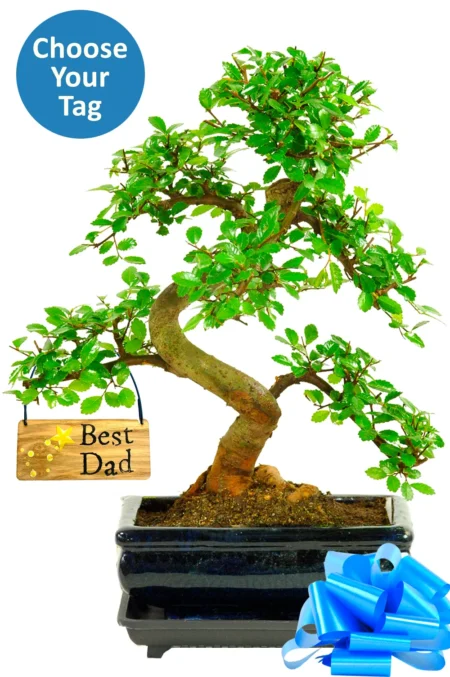 Bonsai Tree Gift For Dad, Grandad, Uncle, Son, Grandson, Nephew and Brother
