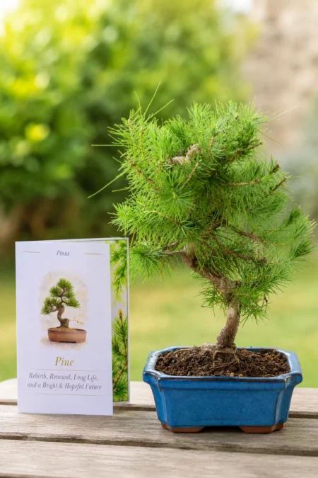 8-Year-Old Aleppo Pine Bonsai Tree – Meaning Family, Growth & New Beginnings, Wisdom, Joyful living | Pinus halepensis