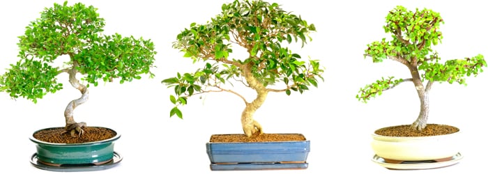 Help me choose my indoor bonsai tree