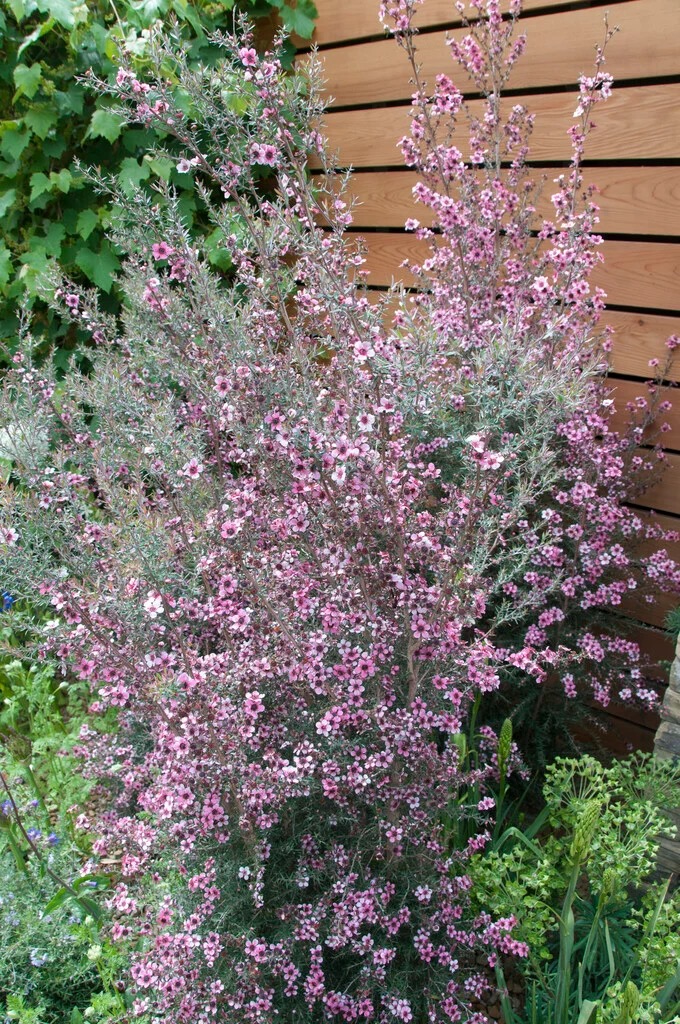 RHS image