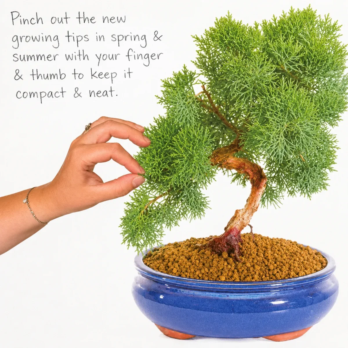 Pinching out the tip of your Chinese juniper bonsai tree