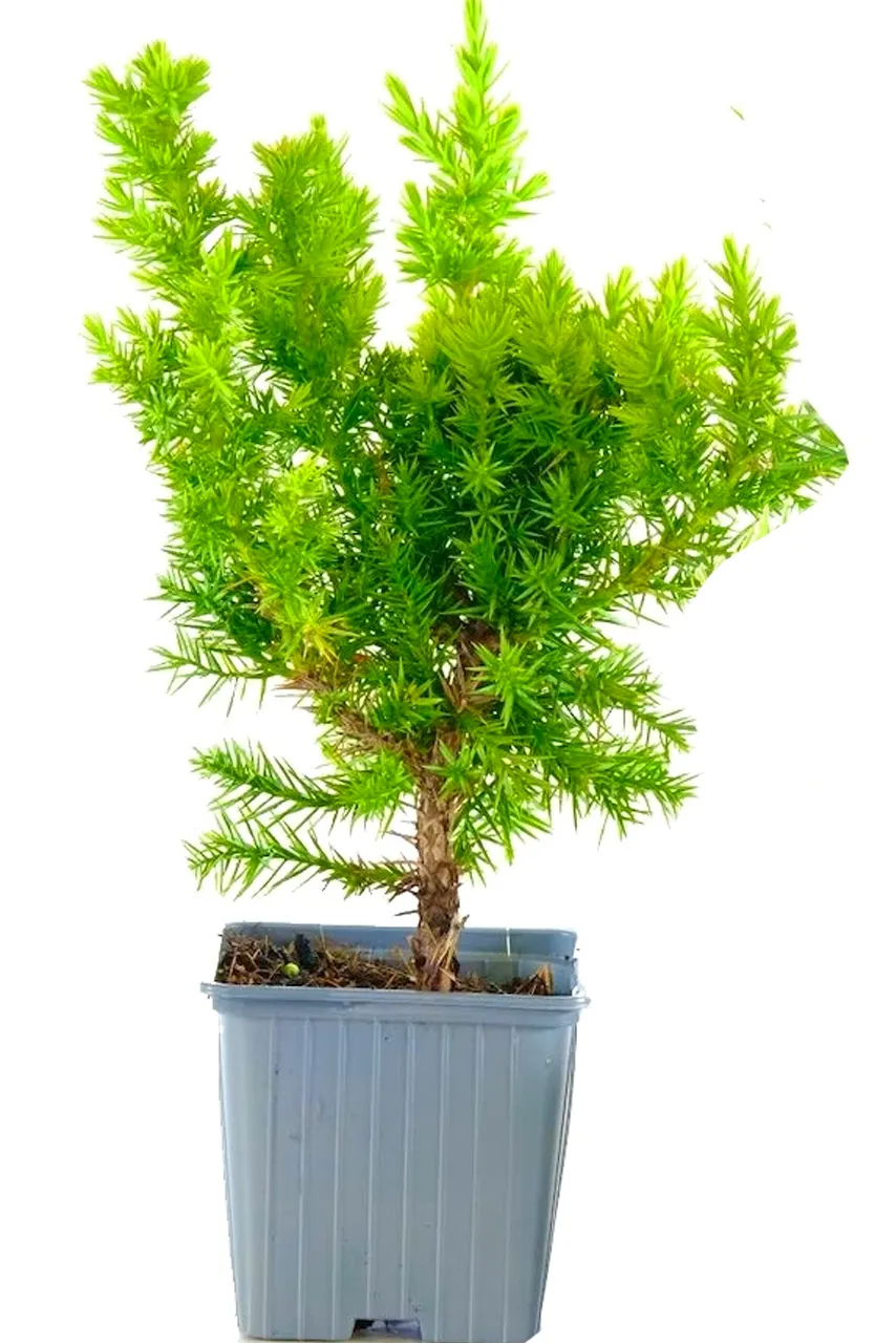 Juniper Sapling