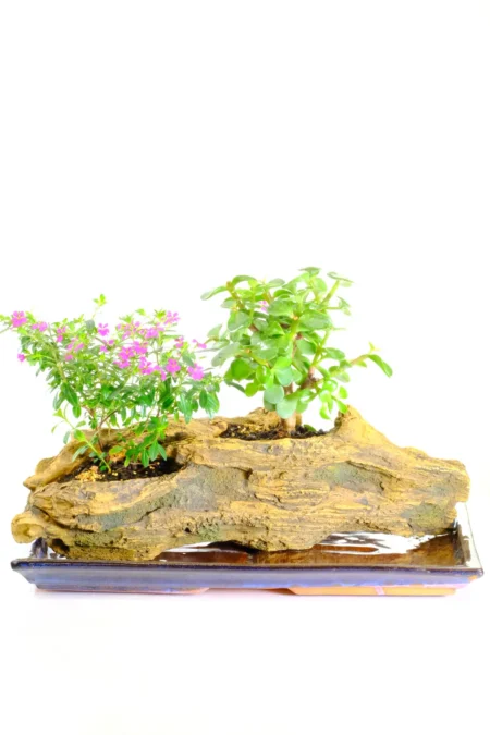 Adorable compilation of Dwarf Jade and Cuphea bonsai
