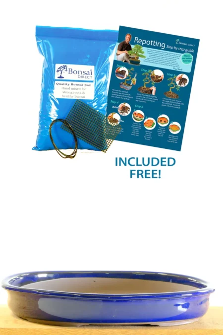 Elegant royal blue bonsai pot with repotting kit