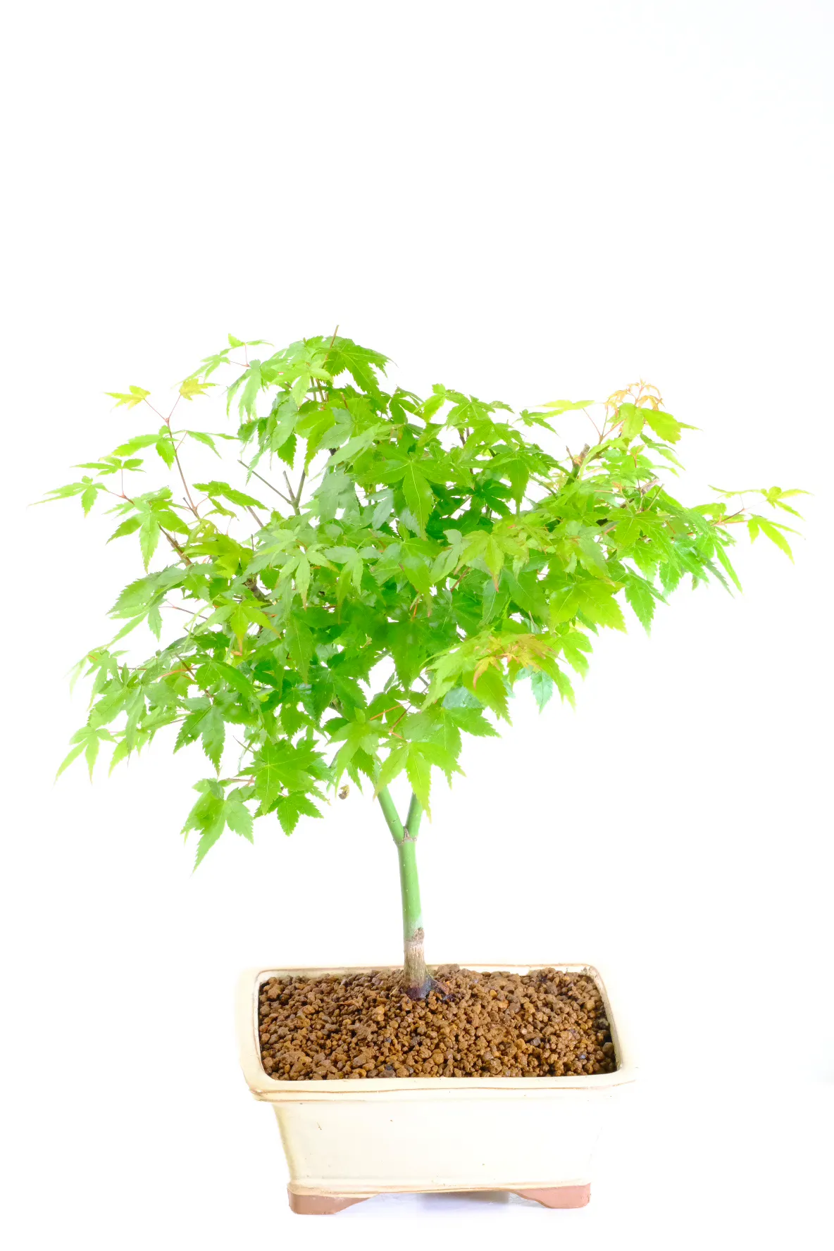 chinese ligustrum bonsai Chinese Ligustrum Bonsai Tree – Bella Bonsai Nursery main image 1