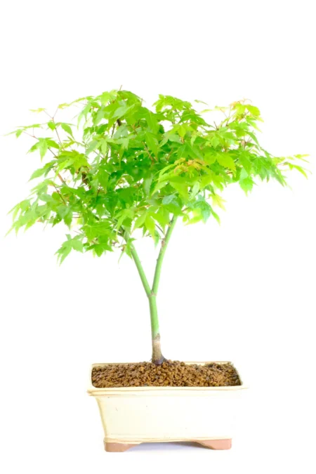 Japanese Maple outdoor bonsai tree
