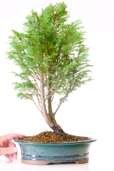 Free fast bonsai tree delivery to most of the UK