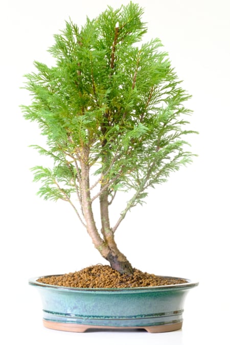 Lawson's Cypress Bonsai | Hardy Evergreen Easy Care Bonsai with Twin Trunk