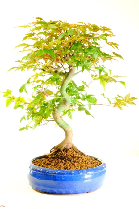 Stunning twisty Japanese Red Maple outdoor bonsai