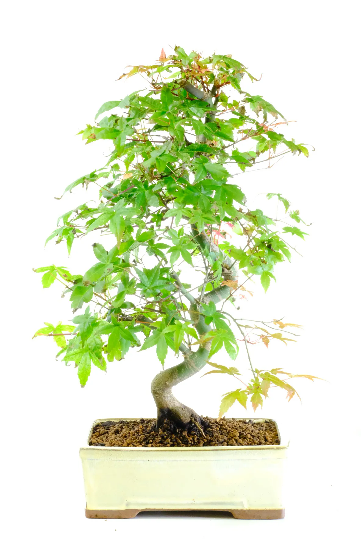 A deciduous variety - amazing seasonal change