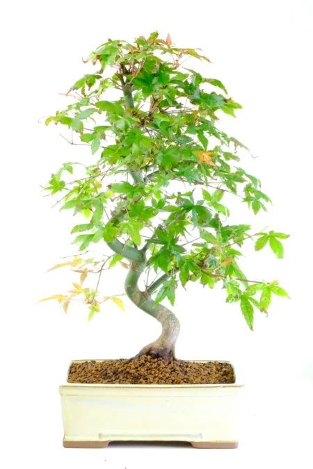 Stunning 15 year old outdoor bonsai tree for sale UK
