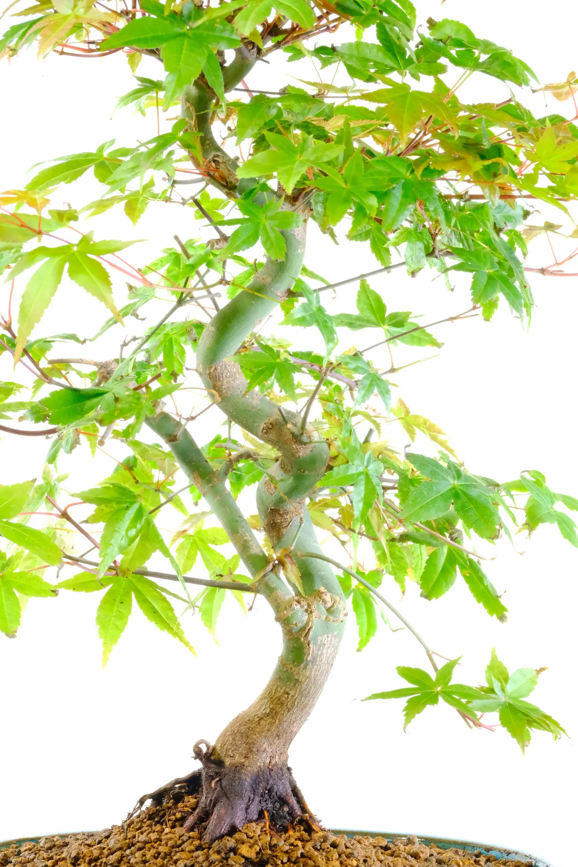 Lovely twisty trunk and vivid foliage