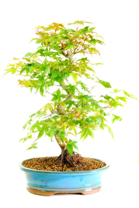 Stunning Japanese Maple bonsai tree for sale UK