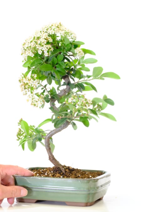 Beautifully Twisty Evergreen Flowering & Fruiting Pyracantha Bonsai Tree | Covered in Flowers