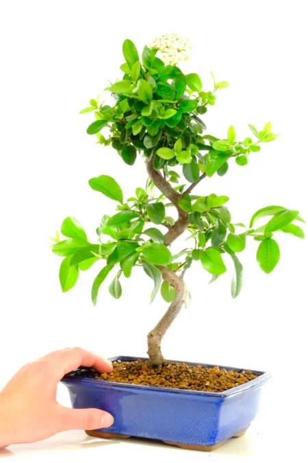 Flowering and fruiting pyracantha bonsai in blue pot