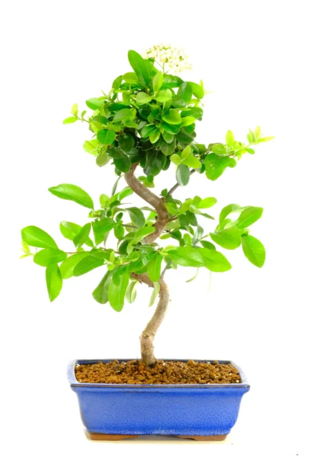 This exceptional 13-year-old Firethorn bonsai tree (Pyracantha) immediately captures attention with its superb serpentine trunk and wonderful seasonal interest