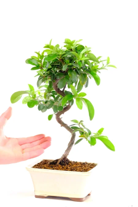 Pyracantha bonsai for sale in ivory bonsai pot