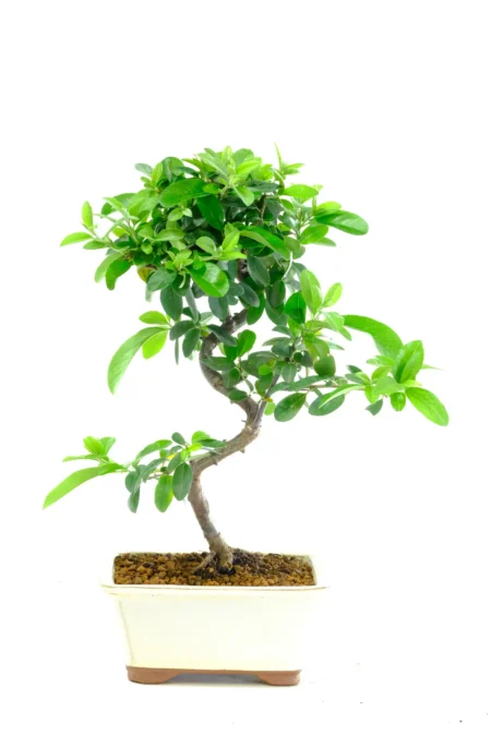 Evergreen Flowering Pyracantha with Orange Berries - Phenomenal design & styling