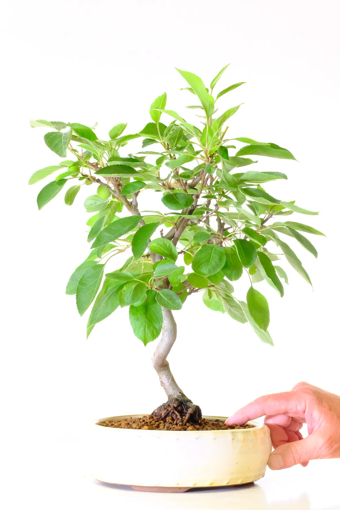 Crab apple bonsai for sale with serpentine trunk
