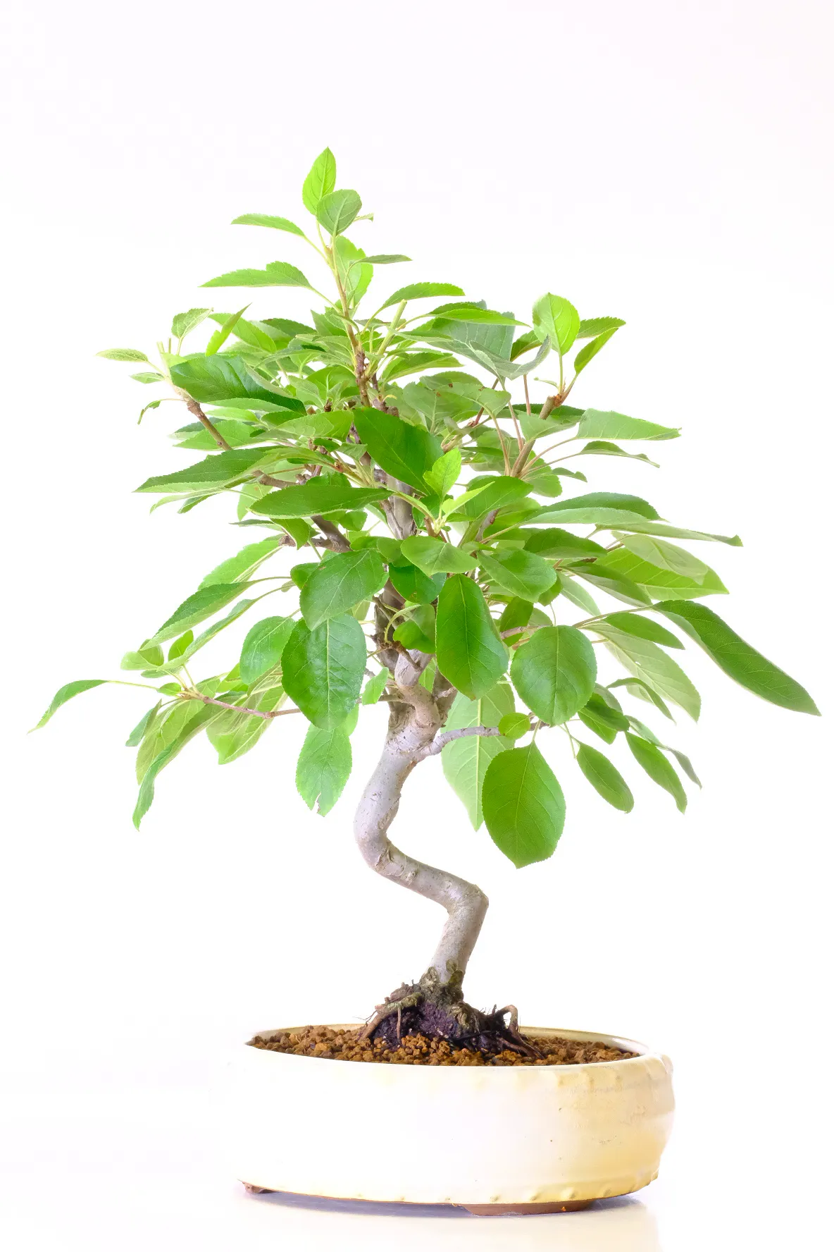 Crab apple bonsai for sale in brand new cream pot