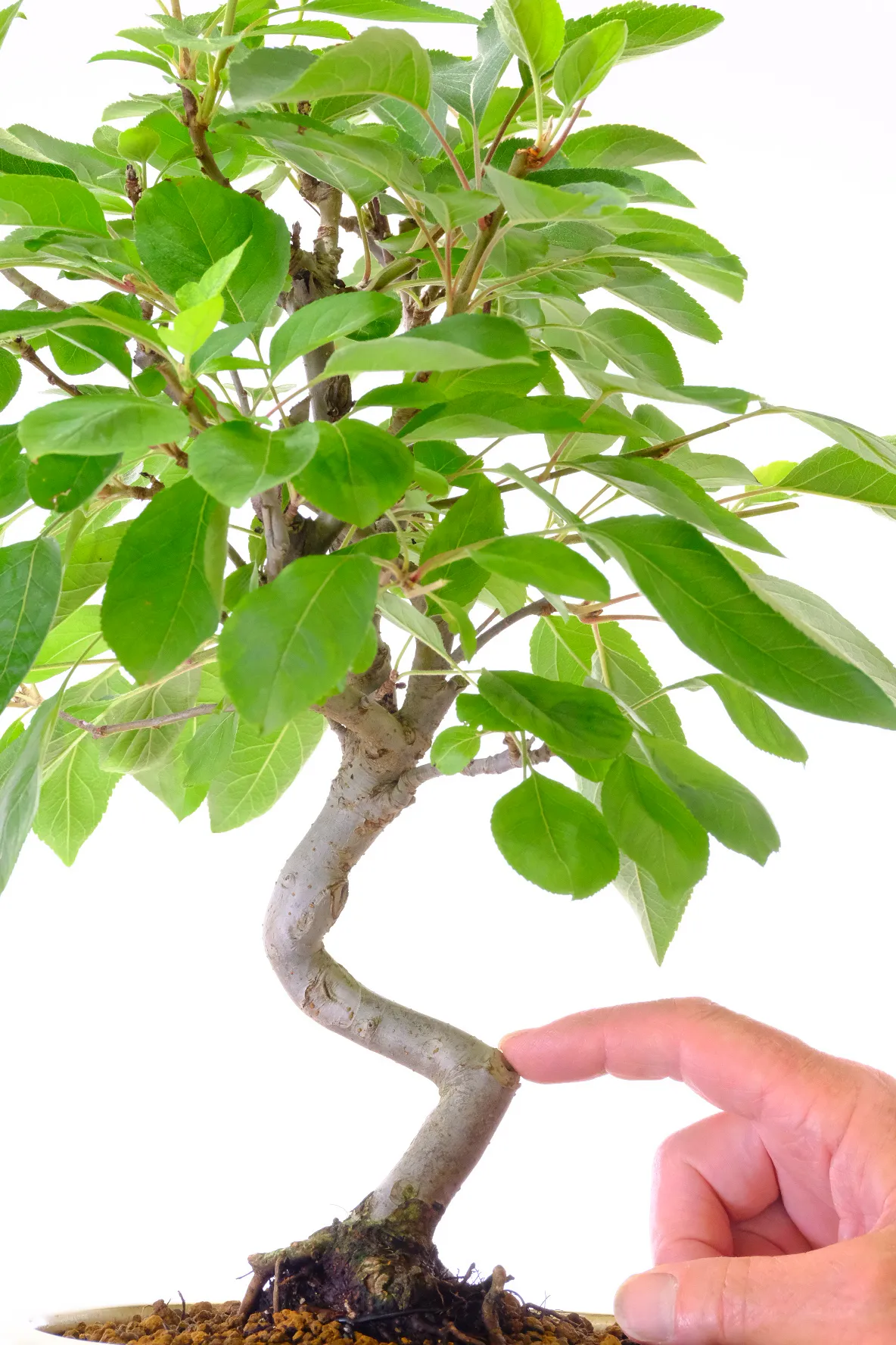 Strong beautiful trunk of this flowering & fruiting crab apple bonsai tree