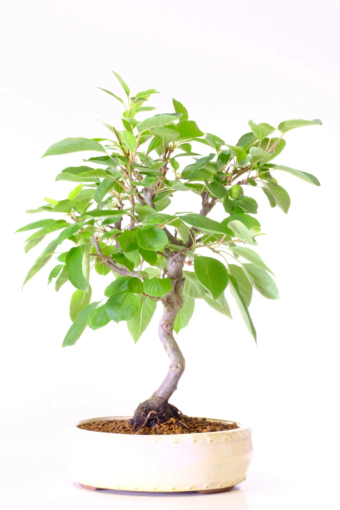 Flowering Crab Apple Bonsai | Malus – 15 Year Old Bonsai Tree