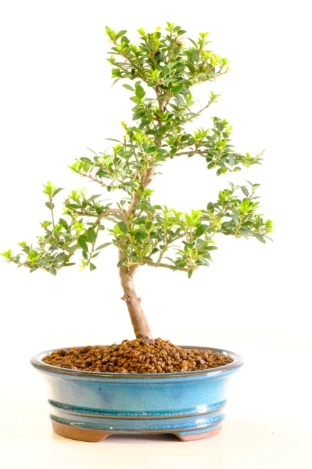 Evergreen flowering outdoor bonsai tree
