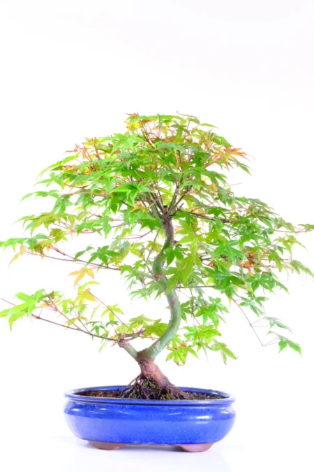 Stunning Japanese Maple outdoor bonsai tree