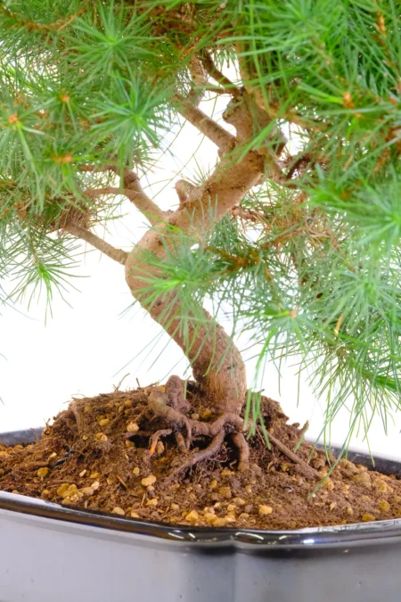 Strong design of this pinus halepensis bonsai tree in new black pot