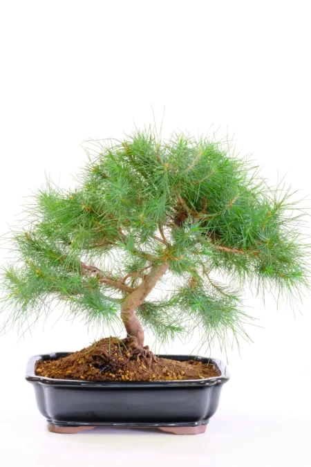 Spectacular Hardy Evergreen Mountain Pine Bonsai - Strong & Powerful | Aleppo Pine Bonsai