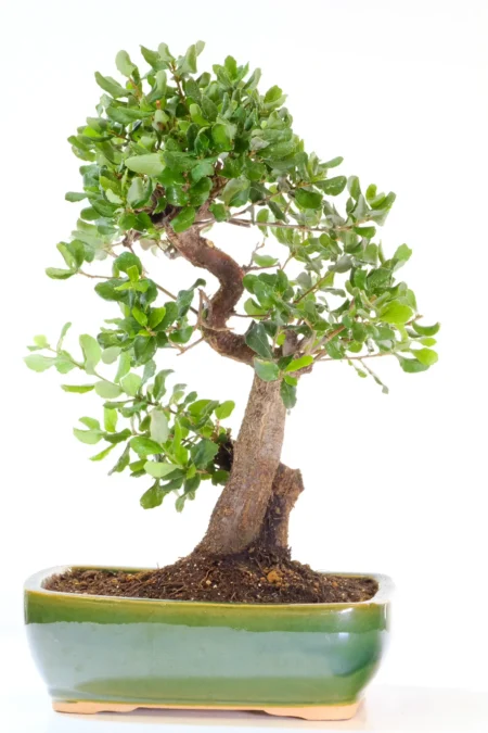 Evergreen Oak quality bonsai tree for sale