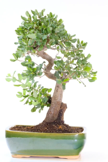 Majestic 18-Year-Old Cork Bark Oak Bonsai in Large Green Glazed Pot