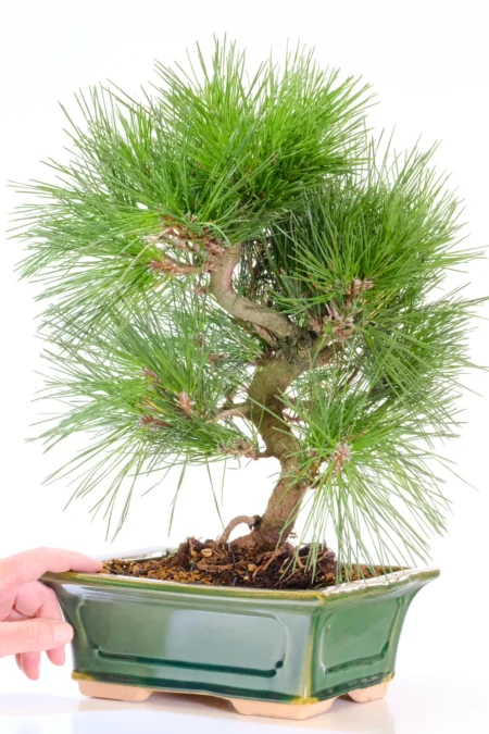 Pinus thunbergii specimen | Japanese Black Pine