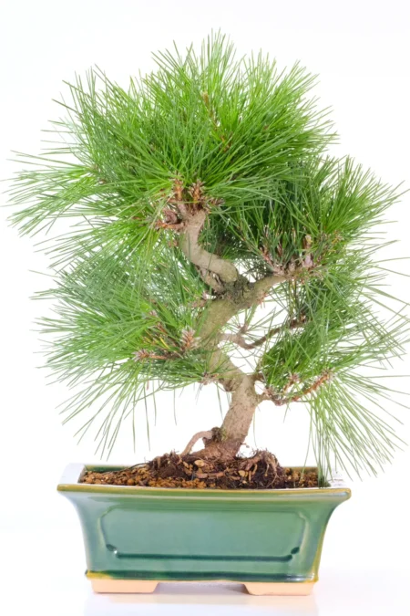 17-Year-Old Pinus thunbergii Bonsai Tree – Mature Japanese Black Pine