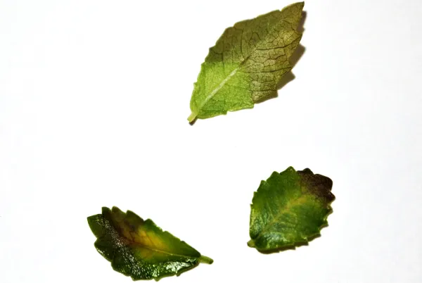 Overwatering dark tips on leaves