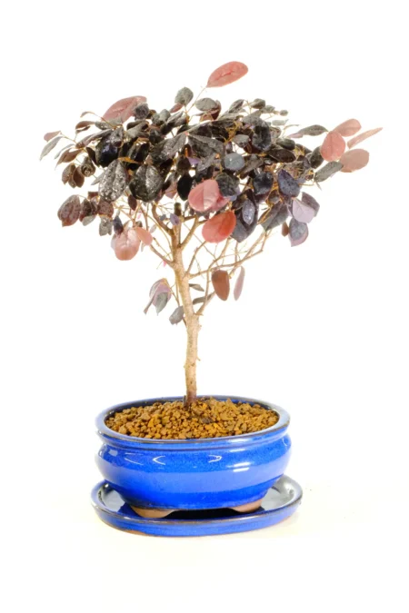 Gorgeous Chinese Blush tree with striking foliage