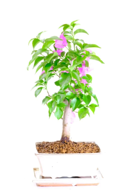 Gorgeous Bougainvillea bonsai tree of sale UK