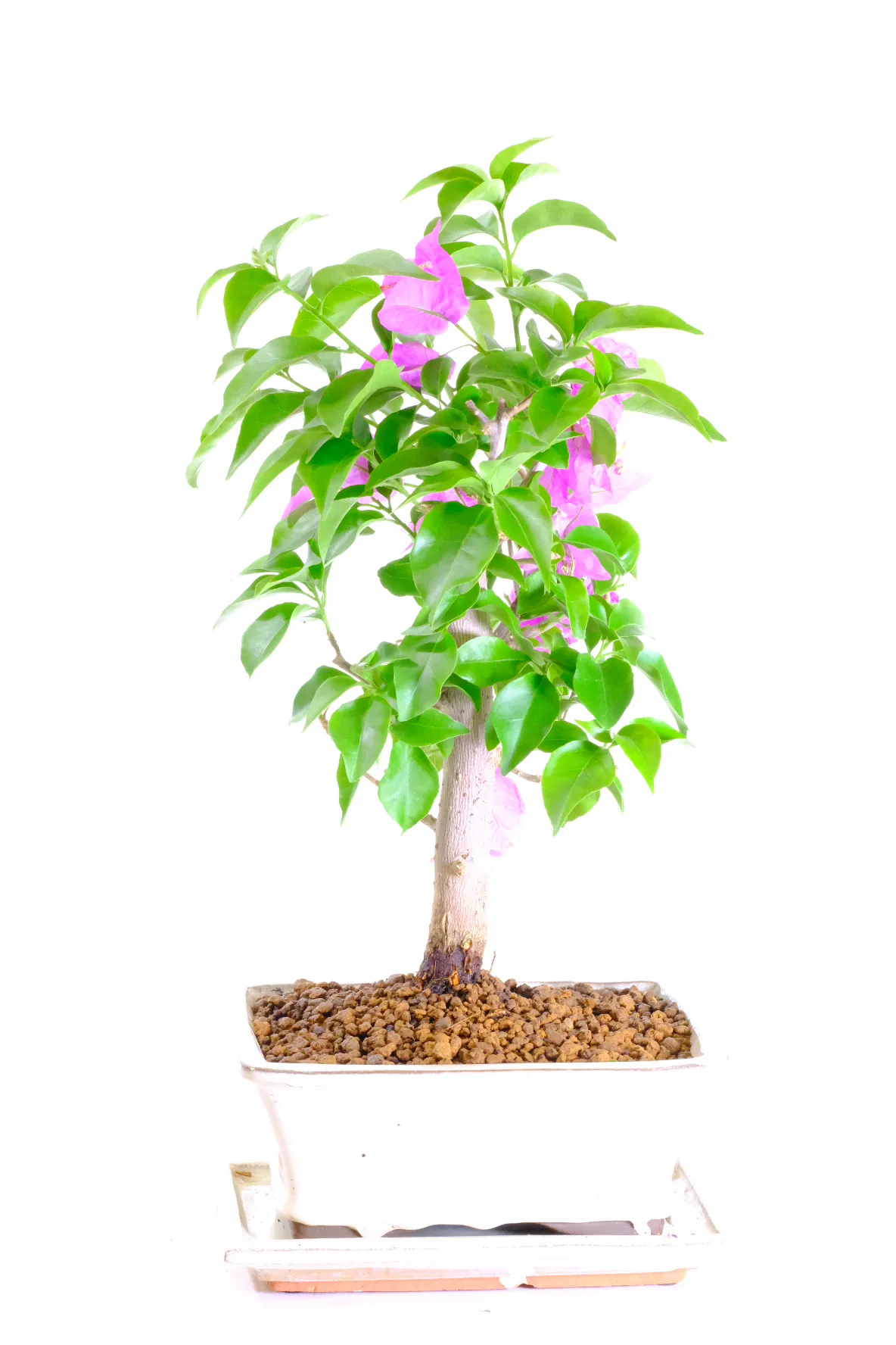 bonsai tree art Bonsai Tree, Style B , By Asia Jensen,Wall Art Canvas Print,