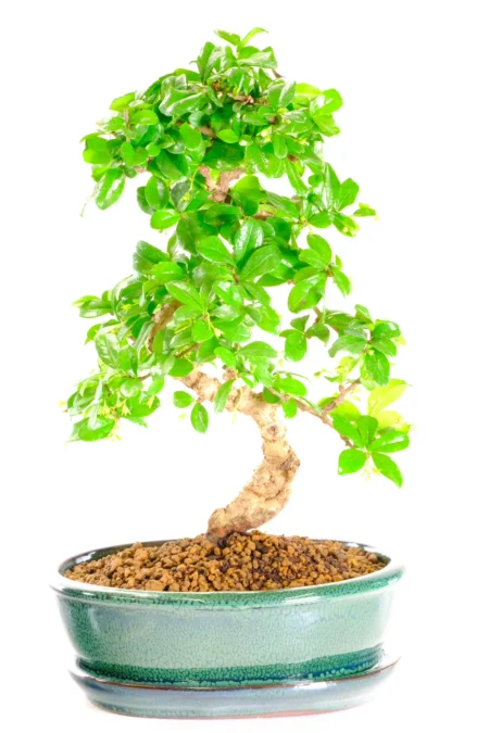 Premium Quality Flowering Fukien Tea Bonsai with Graceful Curves and Clean Lines