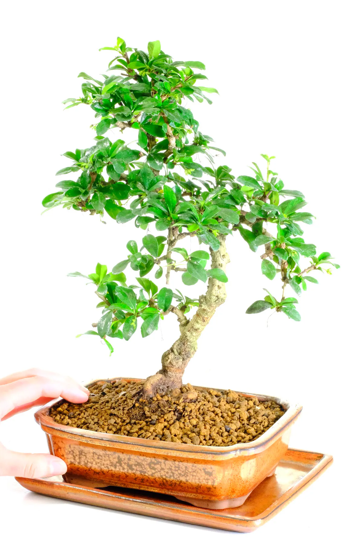 Fukien Tea Tree S-shaped bonsai