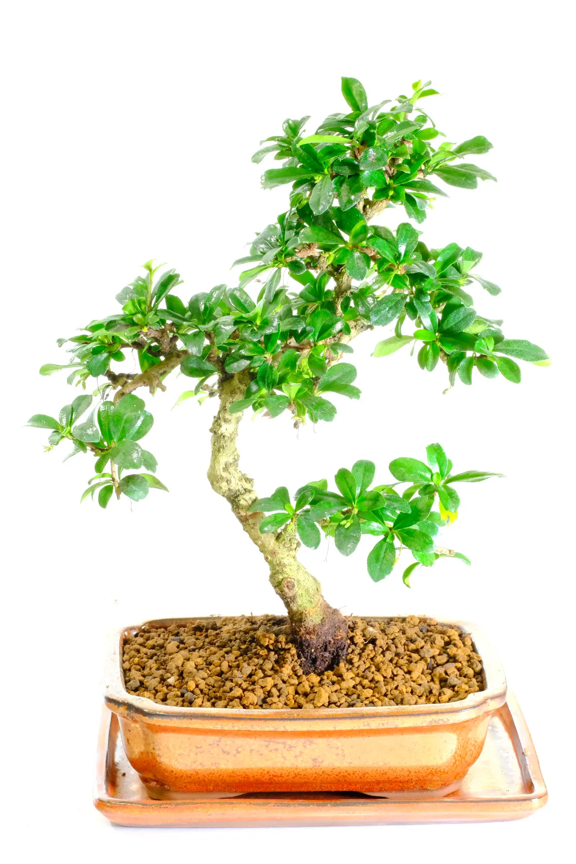 Potted into a copper-colour bonsai pot with matching humidity tray