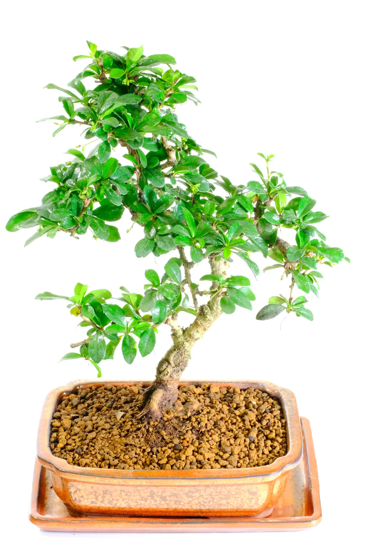 Carmona bonsai with white flowers during warmer months