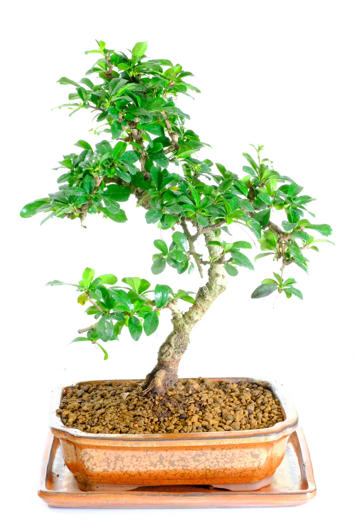Picturesque Indoor flowering bonsai tree for sale